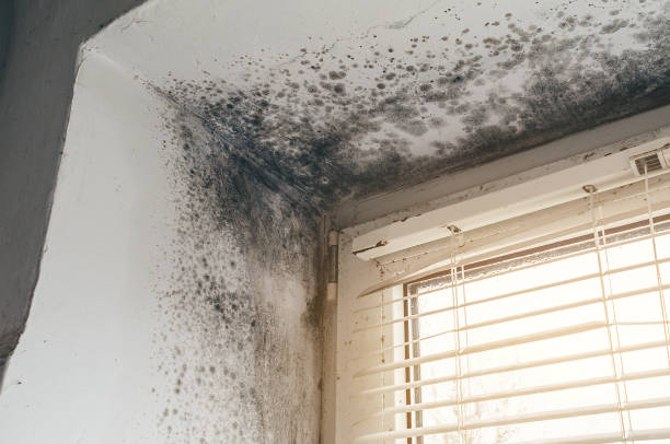 Trusted Attic Mold Removal service in South Orange, NJ - Cheap Mold Removal