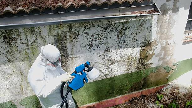 Trusted Mold Inspection service in South Orange, NJ - Cheap Mold Removal